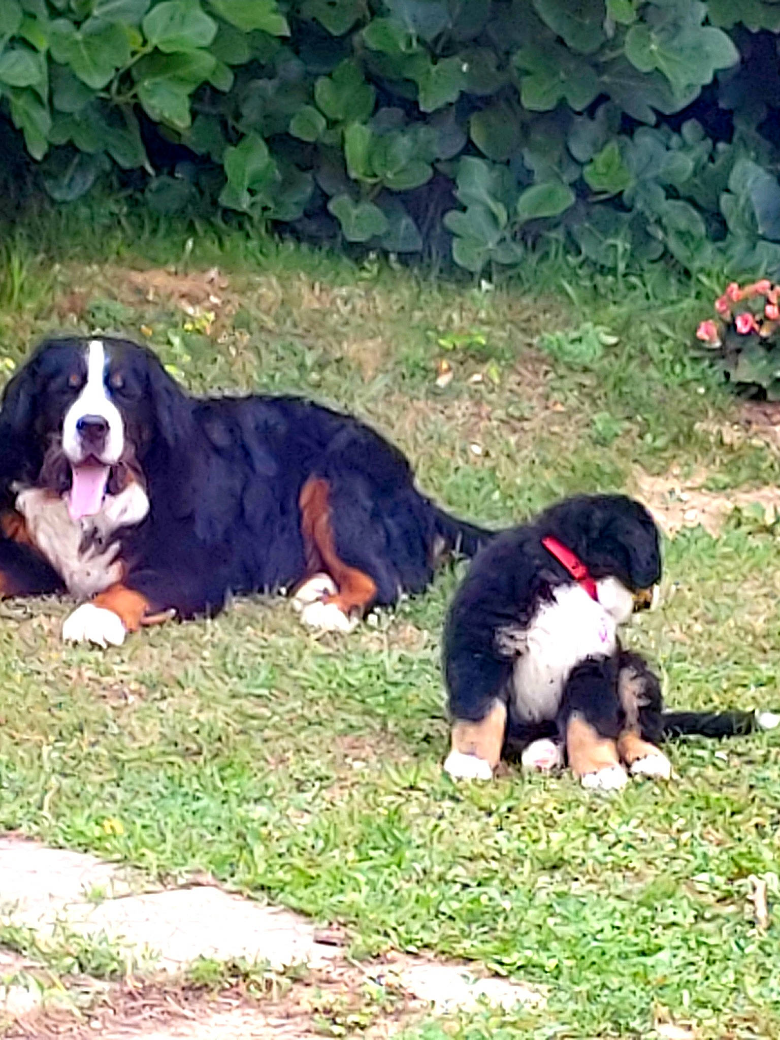 Parsival a rejoint le concours — aidez-le/la à gagner de superbes lots ! botany, canidae, carnivore, companion_dog, dog, dog_breed, grass, green, groundcover, hound, leaf, plant, scent_hound, snout, sporting_group, tail, terrestrial_animal, tints_and_shades, vertebrate, working_dog