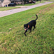 Kojak joined the competition — help win amazing prizes! dog, black_dog, grass, lawn, suburban, house, truck, sidewalk, collar, pet, canine, outdoor, daytime, road, tree, sky, tongue, tail, walking, neighborhood