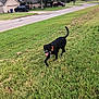 dog, black_dog, grass, lawn, suburban, house, truck, sidewalk, collar, pet, canine, outdoor, daytime, road, tree, sky, tongue, tail, walking, neighborhood