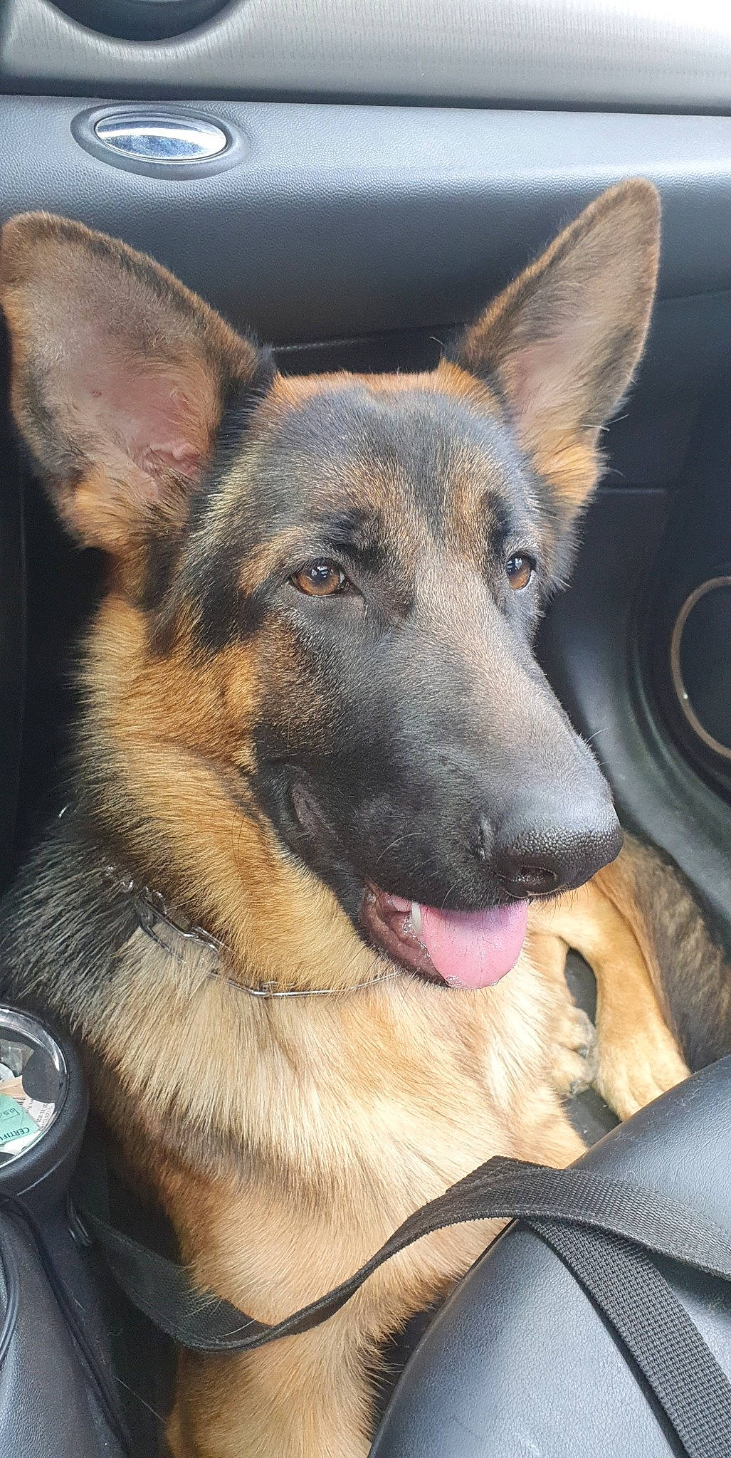 Pioupiou a rejoint le concours — aidez-le/la à gagner de superbes lots ! belgian_shepherd, belgian_shepherd_malinois, canidae, carnivore, dog, dog_breed, ear, east_european_shepherd, fawn, german_shepherd_dog, king_shepherd, kunming_wolfdog, mammal, old_german_shepherd_dog, police_dog, rare_breed_dog, shiloh_shepherd_dog, snout, vertebrate, working_dog