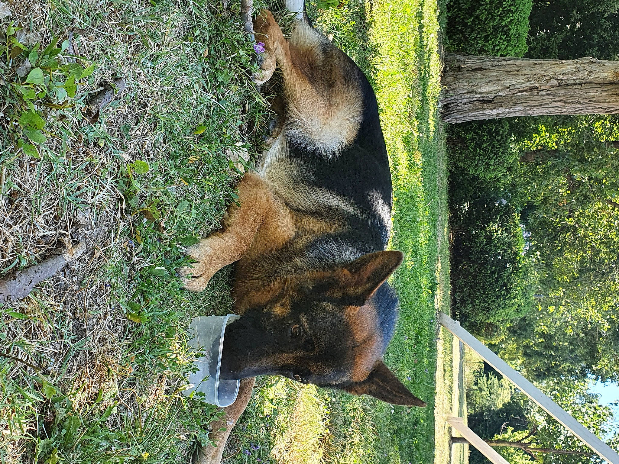 Pioupiou a rejoint le concours — aidez-le/la à gagner de superbes lots ! canidae, carnivore, dog, dog_breed, east_european_shepherd, german_shepherd_dog, king_shepherd, kunming_wolfdog, mammal, old_german_shepherd_dog, vertebrate