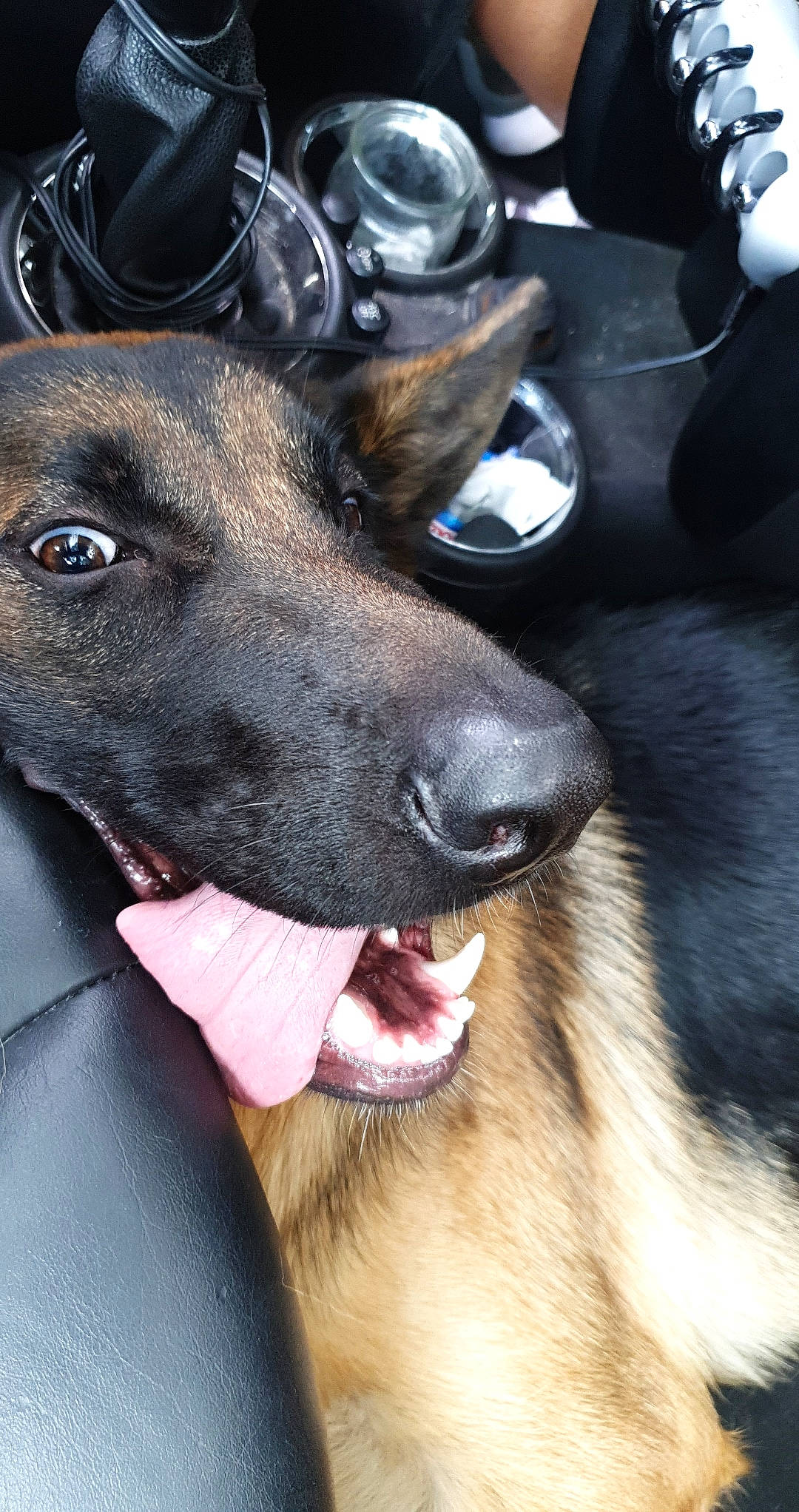 Pioupiou participe au concours pour gagner de l'argent avec cette photo : belgian_shepherd, belgian_shepherd_malinois, canidae, carnivore, dog, dog_breed, ear, fawn, formosan_mountain_dog, german_shepherd_dog, mammal, nose, snout, sporting_group, vertebrate, whiskers