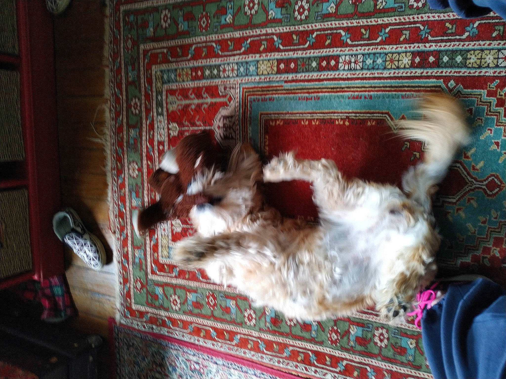 Chipie participe au concours pour gagner de l'argent avec cette photo : art, canidae, carnivore, carpet, companion_dog, dog, dog_breed, fawn, felidae, fur, linens, liver, living_room, room, sporting_group, tail, textile, window, wood, working_animal