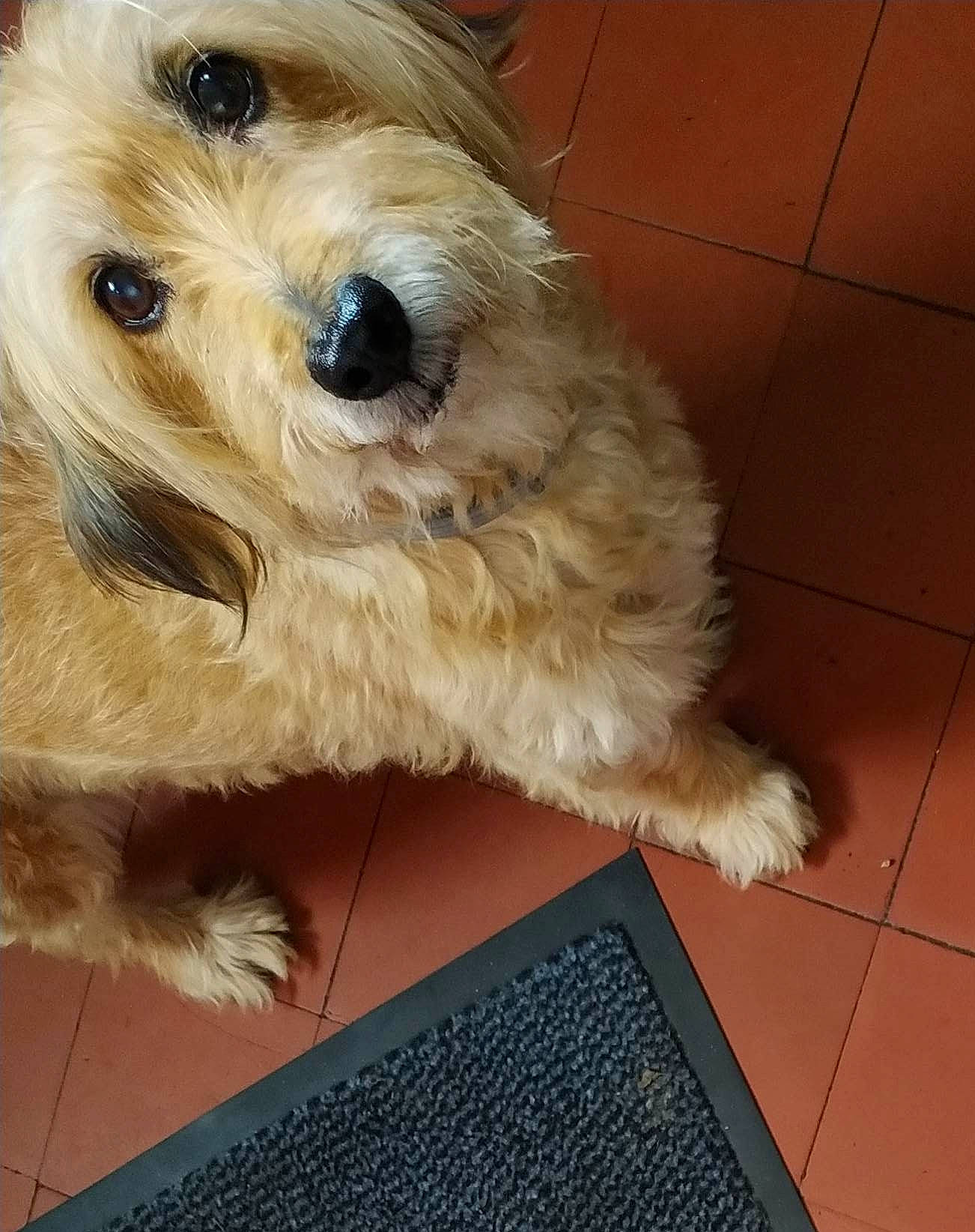 Chipie a rejoint le concours — aidez-le/la à gagner de superbes lots ! canidae, carnivore, companion_dog, dog, dog_breed, dog_supply, firefighter, flooring, fur, hardwood, labradoodle, puppy_love, small_terrier, snout, sporting_group, terrier, tile_flooring, toy_dog, water_dog, working_animal