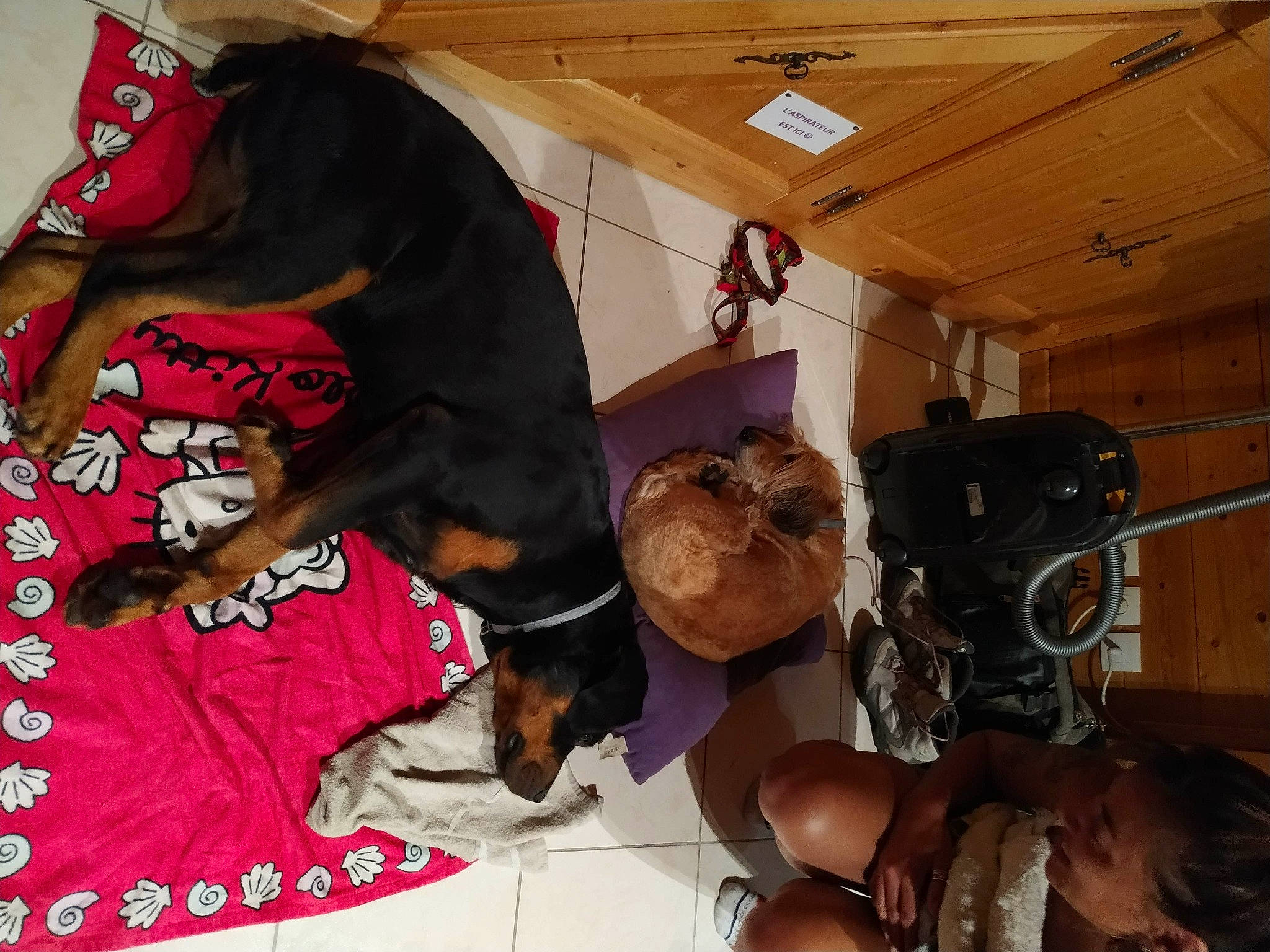 Chipie participe au concours pour gagner de l'argent avec cette photo : canidae, carnivore, collar, companion_dog, dog, dog_breed, dog_supply, guard_dog, hardwood, paw, pet_supply, plywood, polish_hunting_dog, snout, sporting_group, vertebrate, wood_stain, working_animal, working_dog