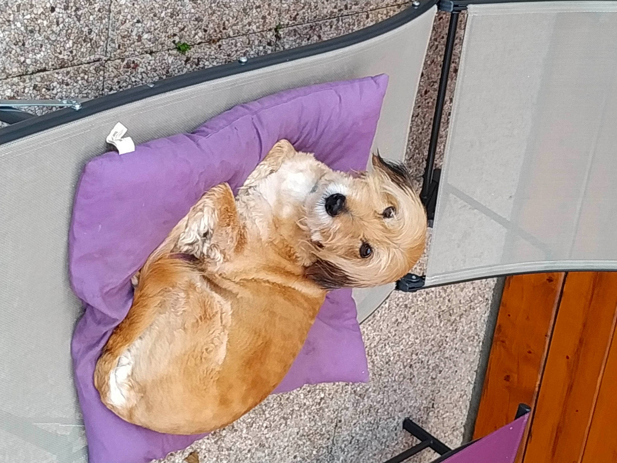 Chipie a rejoint le concours — aidez-le/la à gagner de superbes lots ! canidae, carnivore, companion_dog, couch, dog, dog_bed, dog_breed, dog_supply, fawn, lavender, liver, pet_supply, purple, snout, sporting_group, stuffed_toy, toy, violet, wood_stain, working_animal