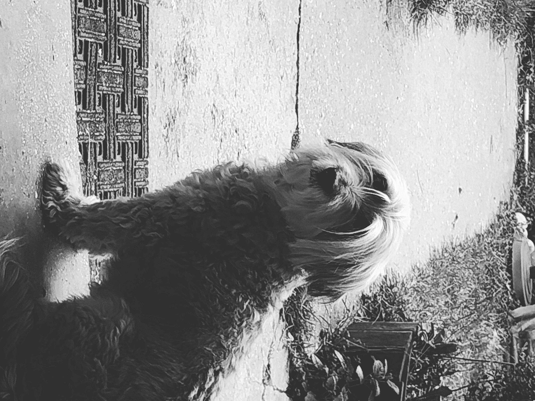 Chipie participe au concours pour gagner de l'argent avec cette photo : black_and_white, canidae, carnivore, companion_dog, dog, dog_breed, fur, monochrome, monochrome_photography, shadow, small_terrier, snout, sporting_group, terrier, working_animal, working_dog