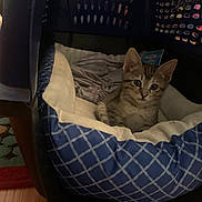 Arya joined the competition — help win amazing prizes! animal, blue, carrier, cat, cozy, curious, cute, feline, floor, home, indoor, kitten, patterned, peeking, pet_bed, resting, rug, small, white, young