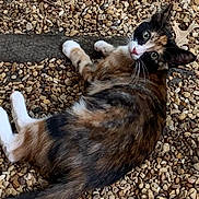 Aloy Bray is registered to the contest to win money with this photo: abyssinian, angora, animal, cat, gravel, hardwood, kitten, manx, pebble, person, pet, photography, road, rock, rubble, siamese, slate, sleeping, soil, wood