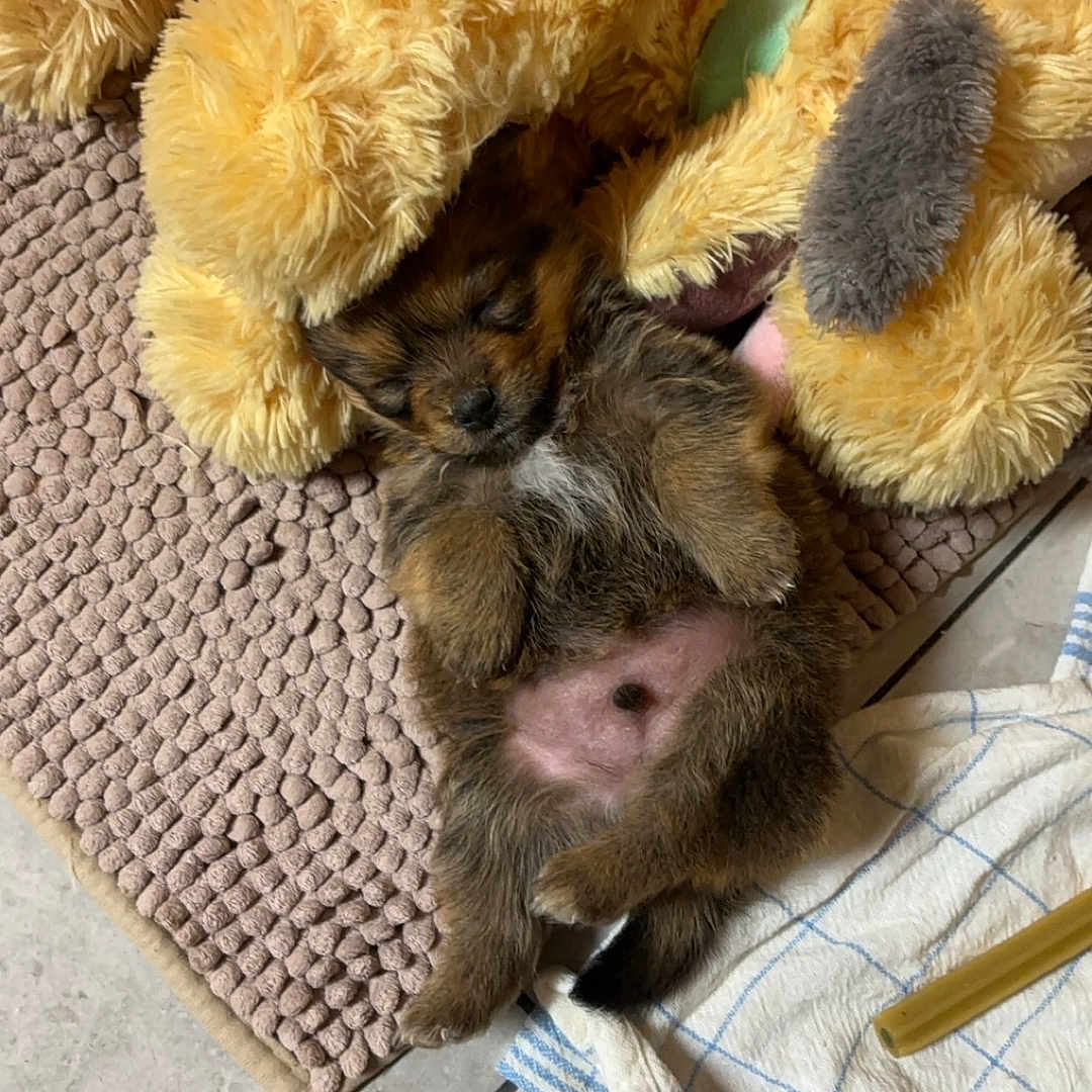 Sparrow participe au concours pour gagner de l'argent avec cette photo : animal, ball, canine, couch, dog, face, furniture, head, homedecor, hound, person, pet, photography, portrait, puppy, sleeping, sport, teddybear, terrier, toy