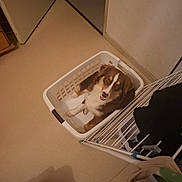 Astro a rejoint le concours — aidez-le/la à gagner de superbes lots ! dog, pet, laundry_basket, basket, indoor, floor, doorway, door, wall, looking_up, brown_white, fluffy, cute, sitting, household, drying_rack, clothes, shadow, cozy, tilt_angle