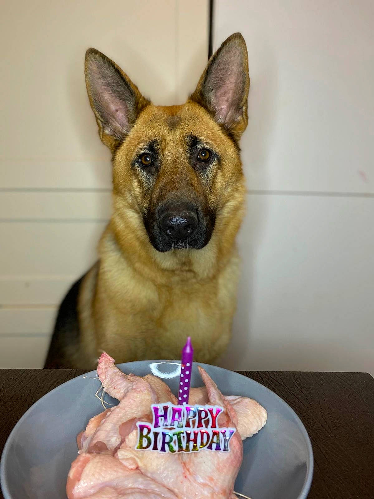 Laïa a rejoint le concours — aidez-le/la à gagner de superbes lots ! birthday_cake, birthday_candle, cake, cake_decorating, cake_decorating_supply, candle, canidae, carnivore, companion_dog, dessert, dog, dog_breed, fawn, food, german_shepherd_dog, ingredient, jaw, snout, sugar_cake, tableware