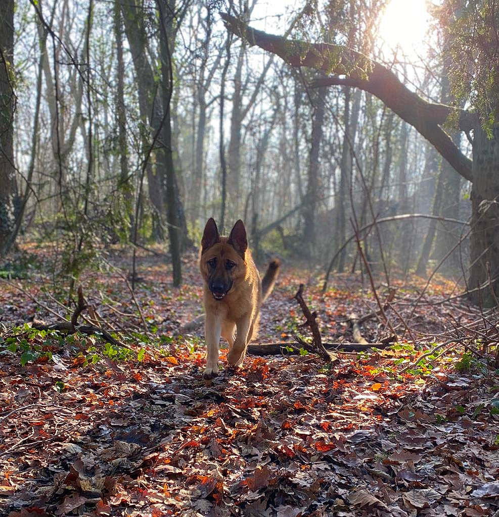 Laïa a rejoint le concours — aidez-le/la à gagner de superbes lots ! carnivore, deciduous, dog, dog_breed, fawn, forest, grove, heat, natural_landscape, people_in_nature, plant, sky, tail, temperate_broadleaf_and_mixed_forest, tree, trunk, twig, wildlife, wood, woodland