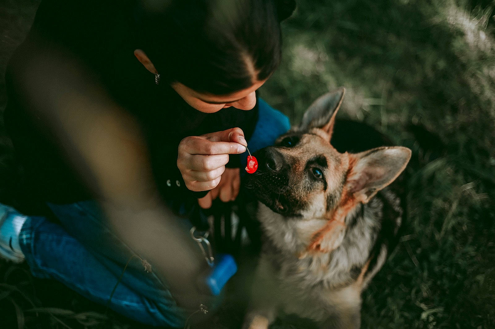 Laïa a rejoint le concours — aidez-le/la à gagner de superbes lots ! canidae, carnivore, cat, darkness, dog_breed, domestic_short_haired_cat, eyewear, fawn, felidae, flash_photography, fur, gesture, grass, happy, small_to_medium_sized_cats, snout, sunglasses, tail, whiskers, wildlife