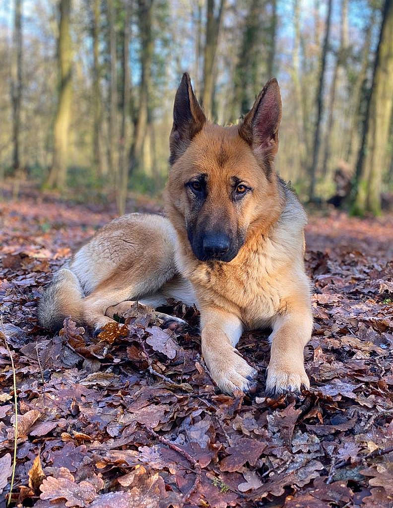 Laïa a rejoint le concours — aidez-le/la à gagner de superbes lots ! canidae, canis, carnivore, dog, dog_breed, east_european_shepherd, fawn, german_shepherd_dog, herding_dog, king_shepherd, plant, sky, snout, sporting_group, terrestrial_animal, tree, wildlife, wood, working_animal, working_dog