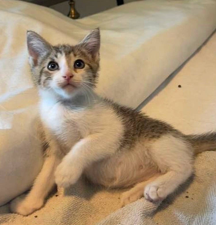 Bennett is registered to the contest to win money with this photo: carnivore, cat, cat_furniture, cat_supply, claw, comfort, domestic_short_haired_cat, fawn, felidae, foot, fur, paw, pet_supply, small_to_medium_sized_cats, snout, tail, terrestrial_animal, toe, whiskers, window