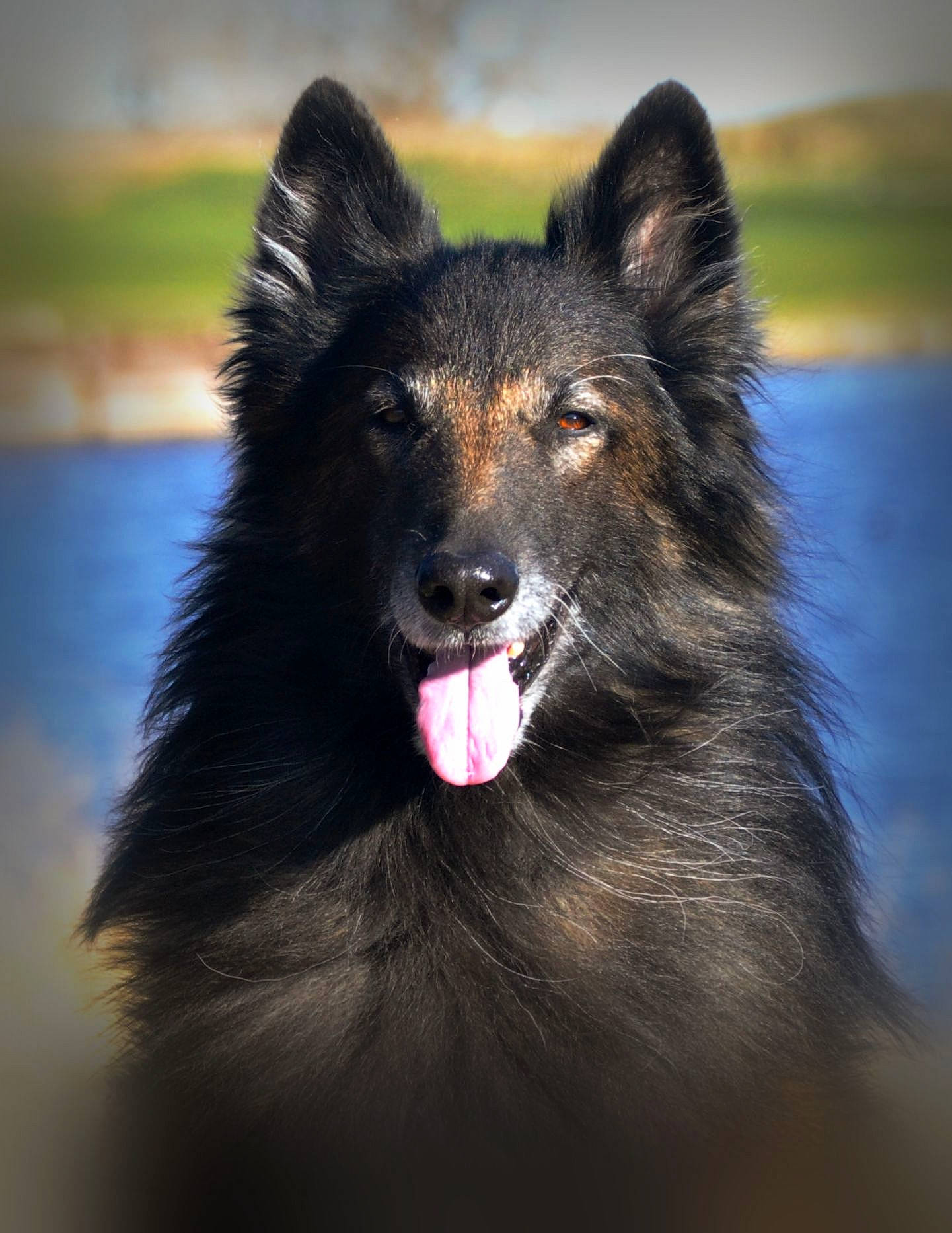Dante joined the competition — help win amazing prizes! canidae, carnivore, companion_dog, dog, dog_breed, eye, fur, herding_dog, jaw, snout, sporting_group, terrestrial_animal, whiskers, wildlife, working_animal, working_dog
