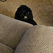 Abi An is registered to the contest to win money with this photo: animal, architecture, building, canine, chair, cockerspaniel, couch, cushion, dog, furniture, homedecor, hound, labradorretriever, linen, papillon, pet, pointer, poodle, puppy, terrier