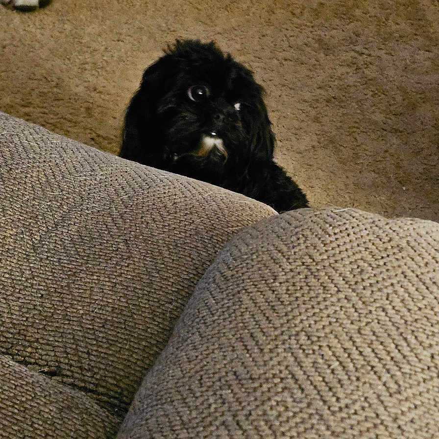 Abi An is registered to the contest to win money with this photo: animal, architecture, building, canine, chair, cockerspaniel, couch, cushion, dog, furniture, homedecor, hound, labradorretriever, linen, papillon, pet, pointer, poodle, puppy, terrier