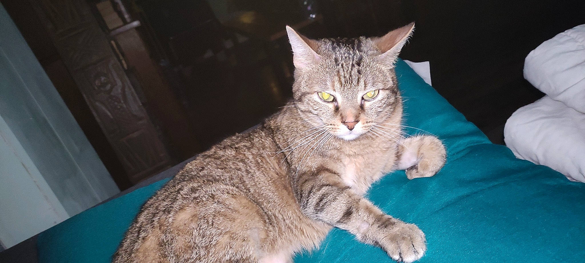 Nala participe au concours pour gagner de l'argent avec cette photo : carnivore, cat, claw, domestic_short_haired_cat, fawn, felidae, fur, paw, sitting, small_to_medium_sized_cats, snout, tail, terrestrial_animal, whiskers, wildlife