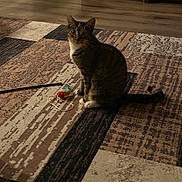Harley is registered to the contest to win money with this photo: animal, brown, cat, cozy, curious, domestic, feline, floor, indoor, pet, playful, rug, sitting, string, striped, tabby_cat, tail, toy_mouse, whiskers, white_paws