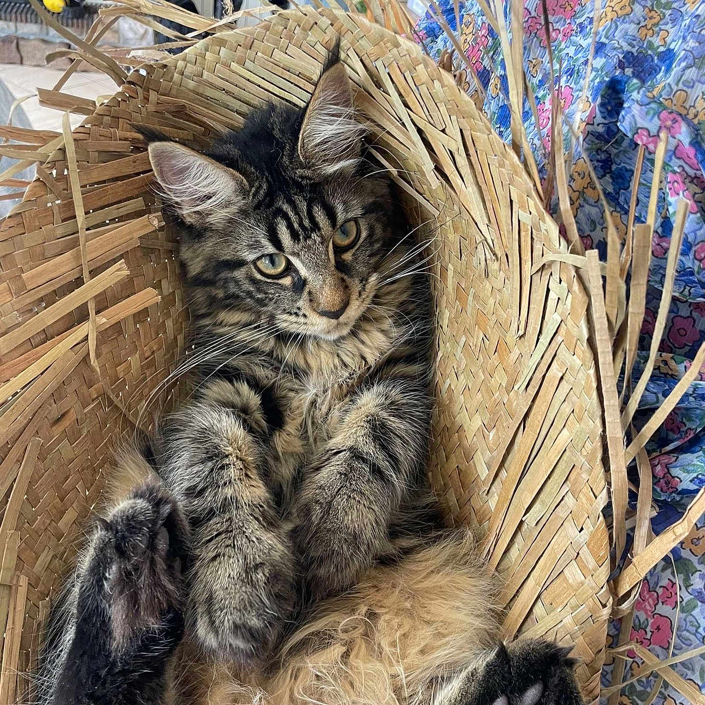 Vanille participe au concours pour gagner de l'argent avec cette photo : animal, art, basket, bed, cat, couch, cushion, fun, furniture, hardwood, homedecor, kitten, leisureactivities, manx, person, pet, picnic, plant, sleeping, wood