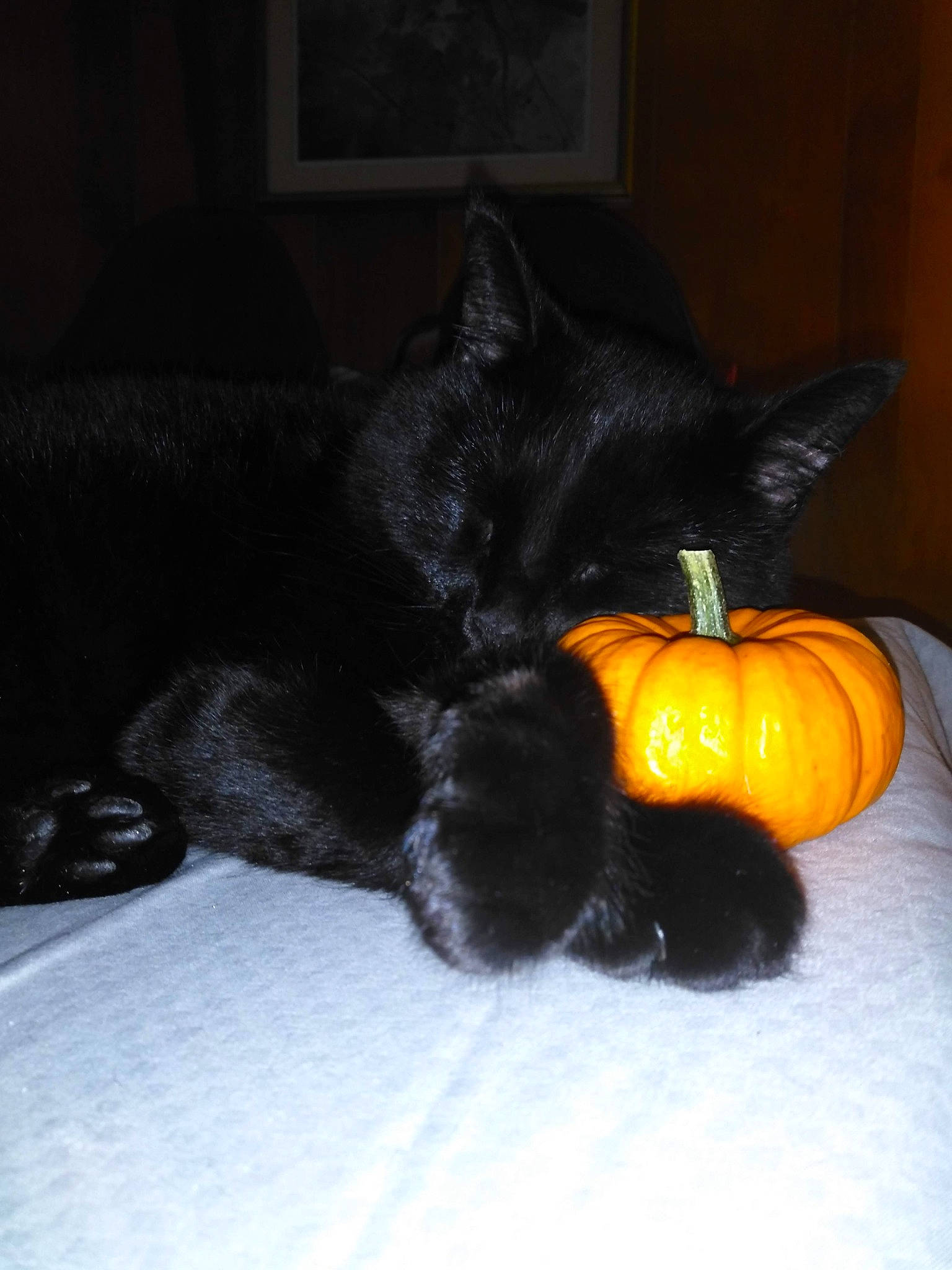 Crowley joined the competition — help win amazing prizes! black_cat, bombay, calabaza, carnivore, cat, comfort, cucurbita, felidae, gourd, grey, natural_foods, plant, pumpkin, small_to_medium_sized_cats, snout, squash, tail, vegetable, whiskers, winter_squash