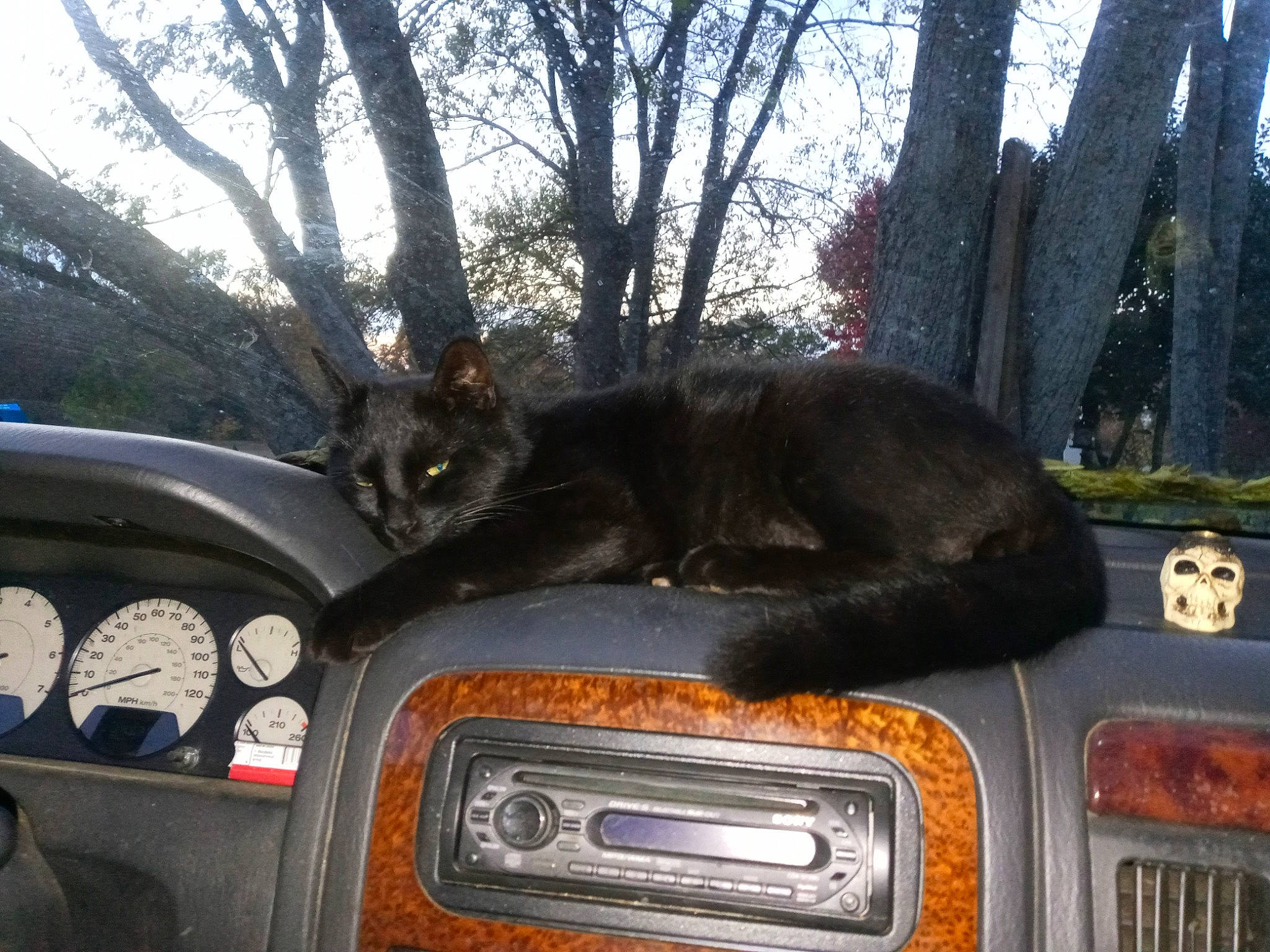 Crowley is registered to the contest to win money with this photo: automotive_design, automotive_exterior, automotive_lighting, automotive_mirror, automotive_tire, bumper, car, carnivore, cat, grille, headlamp, hood, land_vehicle, mode_of_transport, motor_vehicle, plant, sky, tree, vehicle, window