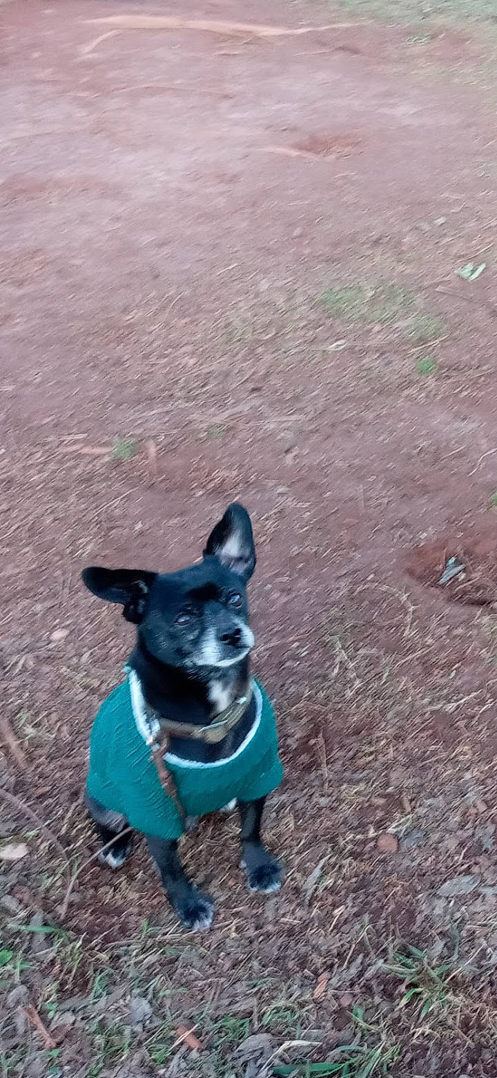 Cooper is registered to the contest to win money with this photo: art, canidae, carnivore, collar, companion_dog, dog, dog_breed, dog_collar, dog_supply, electric_blue, fawn, grass, snout, soil, sporting_group, tail, tree, whiskers, working_animal, working_dog