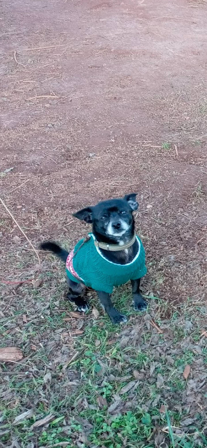 Cooper is registered to the contest to win money with this photo: canidae, carnivore, companion_dog, dog, dog_breed, dog_supply, electric_blue, fawn, grass, non_sporting_group, plant, snout, soil, sporting_group, tail, terrestrial_animal, tree, whiskers, working_animal, working_dog