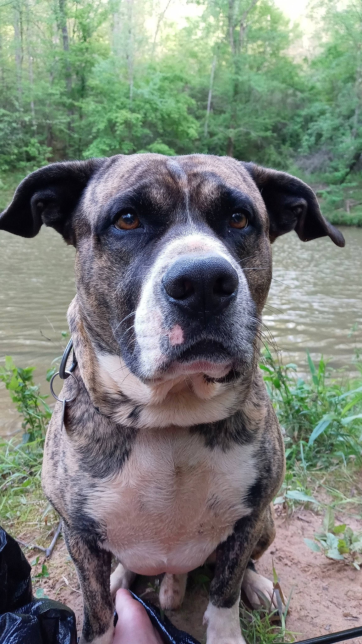 Kingsley is registered to the contest to win money with this photo: canidae, carnivore, collar, dog, dog_breed, dog_collar, fawn, grass, hunting_dog, non_sporting_group, plant, snout, sporting_group, tree, whiskers, working_animal, working_dog