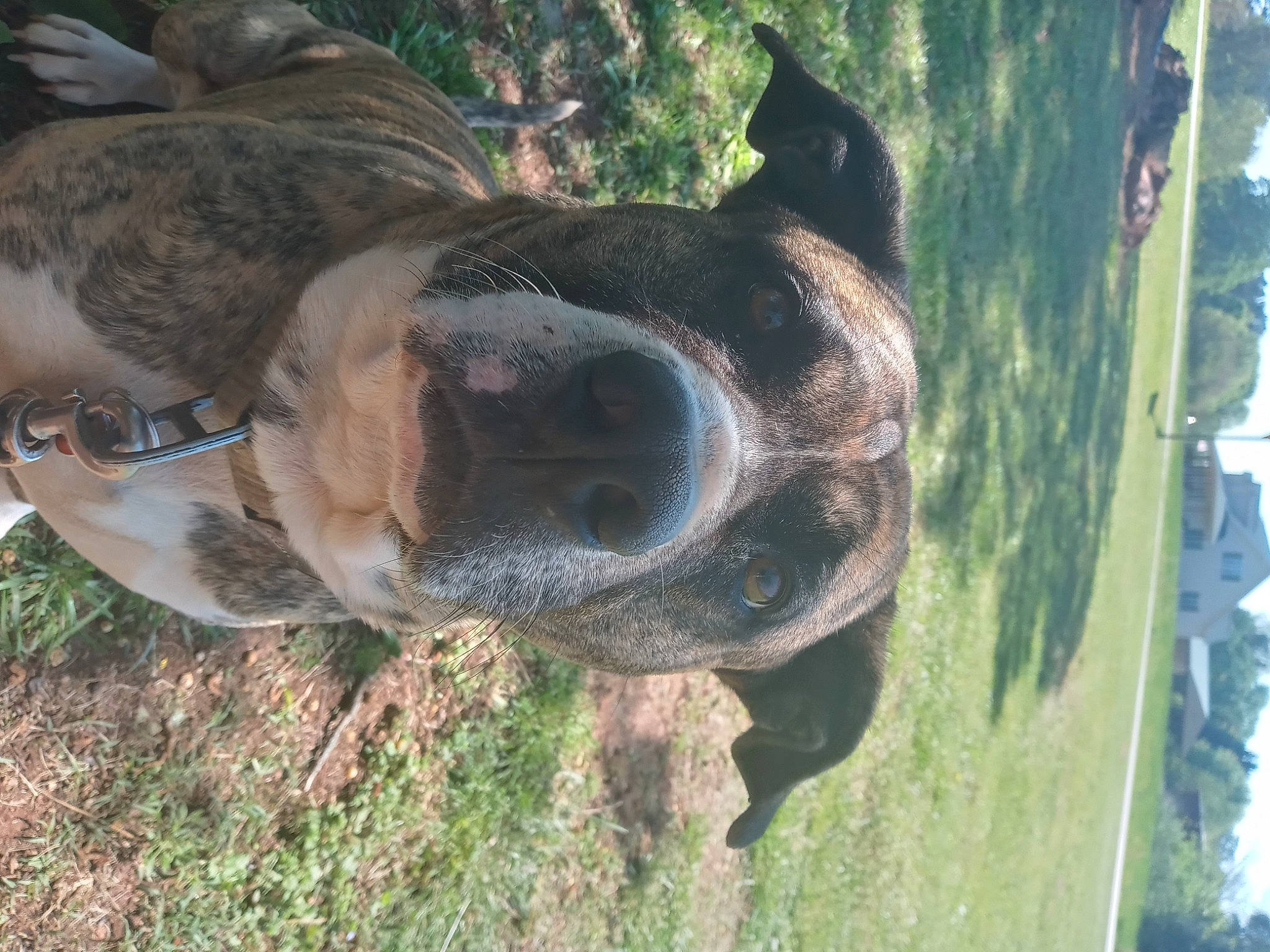 Kingsley joined the competition — help win amazing prizes! art, canidae, dog, dog_breed, fawn, grass, landscape, pack_animal, plant, rock, sculpture, sky, snout, sporting_group, terrestrial_animal, tree, trunk, wildlife, wood, working_animal