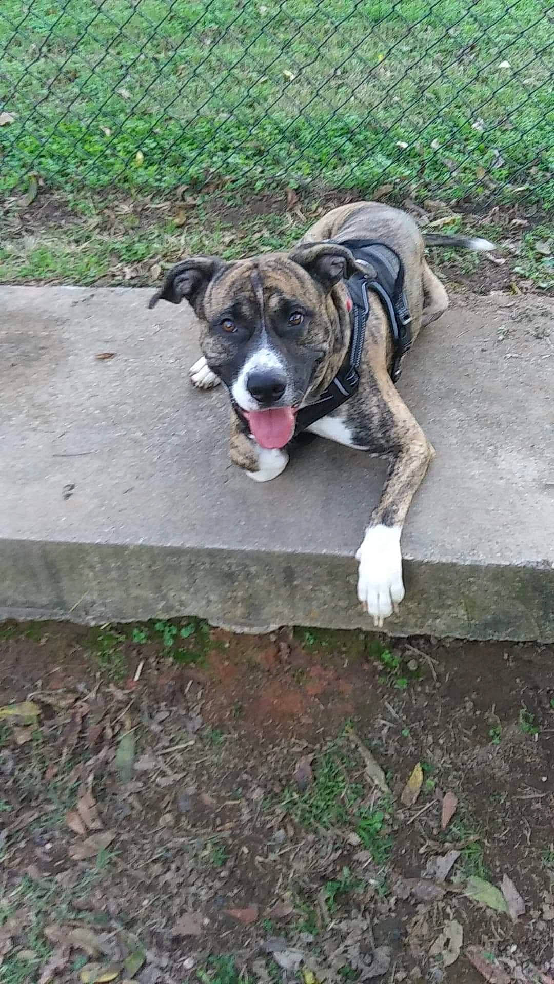 Kingsley is registered to the contest to win money with this photo: canidae, carnivore, collar, companion_dog, dog, dog_breed, dog_collar, dog_supply, fawn, grass, leash, pet_supply, plant, sidewalk, snout, soil, sporting_group, tail, working_animal, working_dog