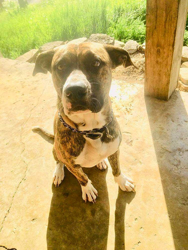 Kingsley joined the competition — help win amazing prizes! canidae, carnivore, collar, companion_dog, dog, dog_breed, dog_collar, fawn, grass, pet_supply, plant, shadow, snout, sporting_group, tree, whiskers, wood, working_animal, working_dog, wrinkle