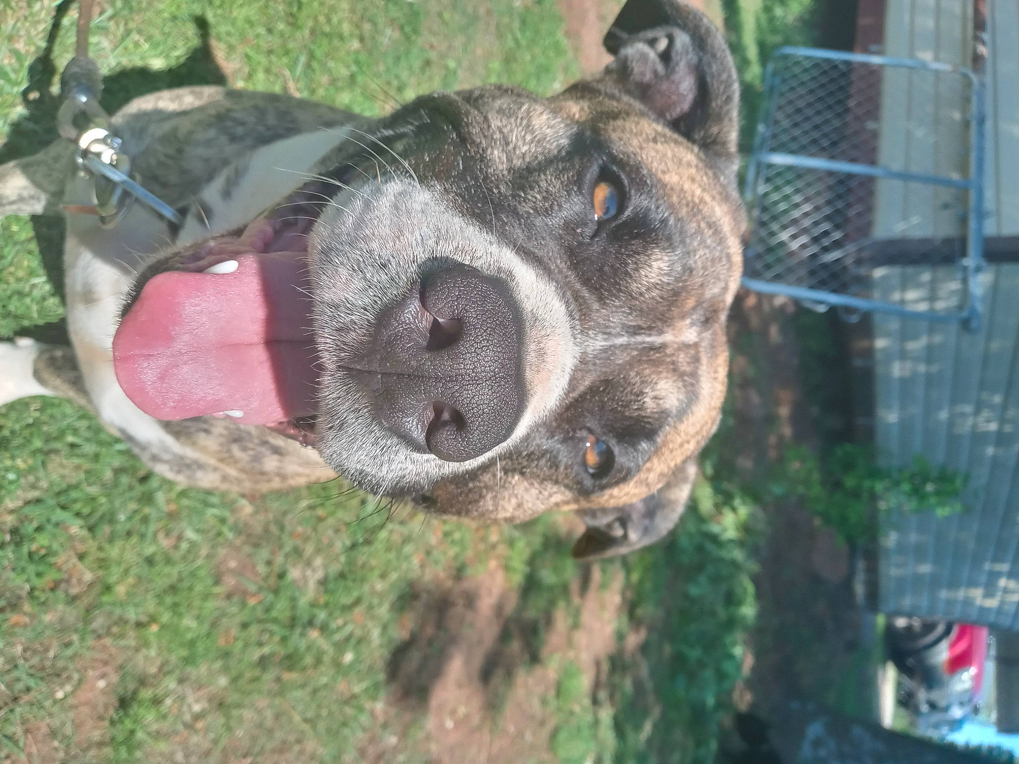 Kingsley is registered to the contest to win money with this photo: animal_shelter, cage, canidae, carnivore, collar, companion_dog, dog, dog_breed, dog_collar, dog_supply, fawn, fence, grass, guard_dog, mesh, pet_supply, snout, sporting_group, wire_fencing, working_animal