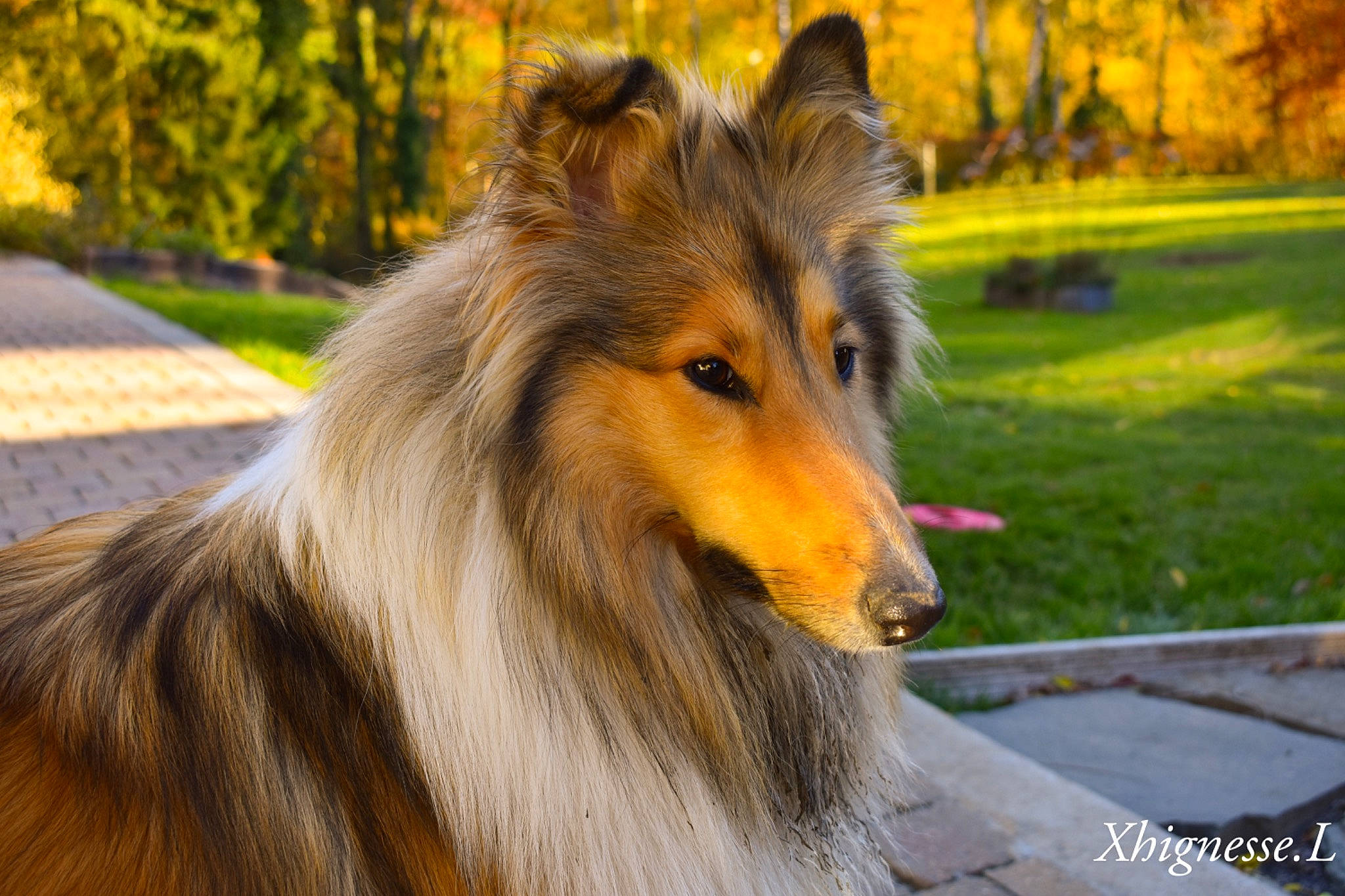 Nora a rejoint le concours — aidez-le/la à gagner de superbes lots ! canidae, carnivore, collie, dog_breed, fawn, fur, grass, plant, rough_collie, shetland_sheepdog, snout, terrestrial_animal, tree, whiskers, wildlife, wood, yellow
