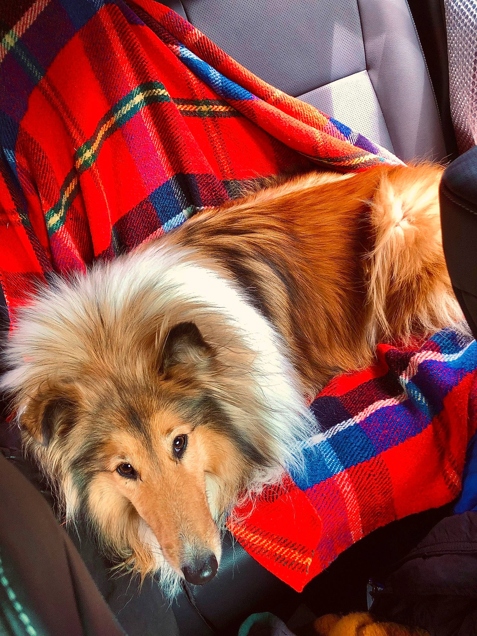 Nora participe au concours pour gagner de l'argent avec cette photo : canidae, carnivore, comfort, companion_dog, dog, dog_breed, dog_supply, fur, lap, mammal, pattern, paw, plaid, puppy, snout, sporting_group, tartan, toy_dog, vertebrate, whiskers