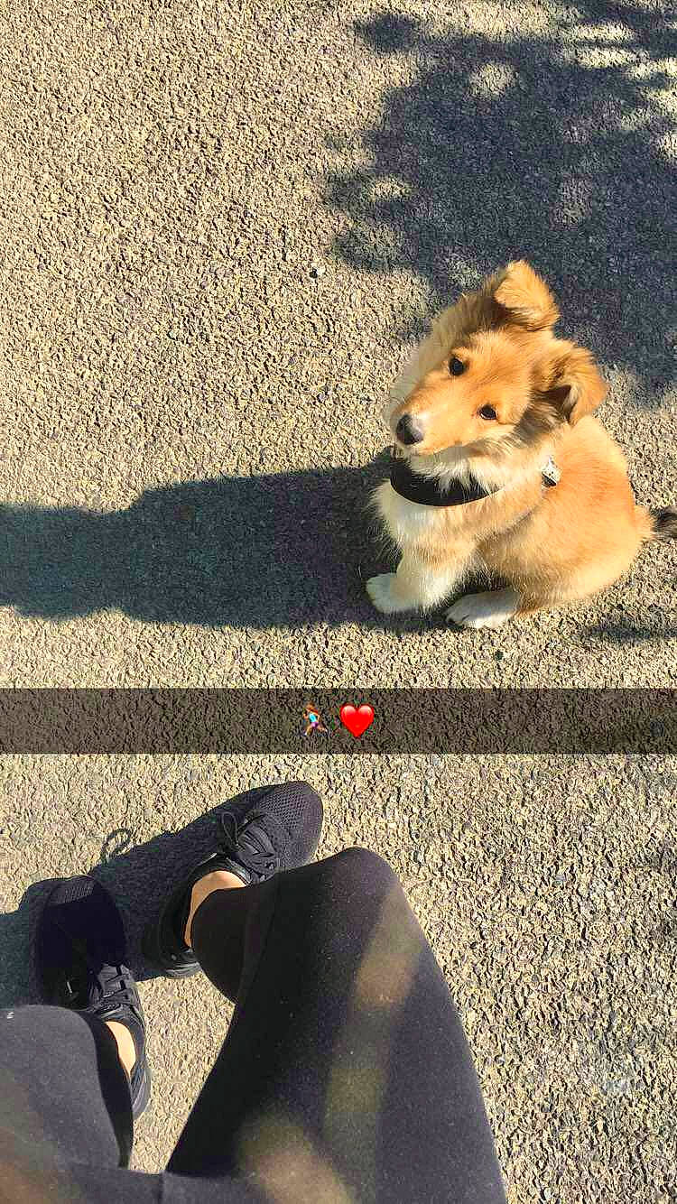 Nora a rejoint le concours — aidez-le/la à gagner de superbes lots ! asphalt, carnivore, companion_dog, dog, dog_breed, fawn, flooring, foot, fur, grass, human_leg, knee, leg, leggings, road, road_surface, sidewalk, sitting, thigh, tints_and_shades