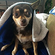 Gracie joined the competition — help win amazing prizes! animal, black, blanket, brown, comfort, couch, cozy, cute, dog, ears, expression, fur, furniture, home, indoor, pet, portrait, sitting, small_dog, white