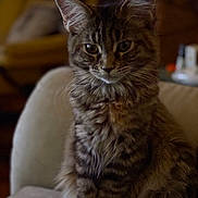 Alba participe au concours pour gagner de l'argent avec cette photo : cat, tabby, fluffy, feline, pet, indoor, couch, furniture, looking, sitting, portrait, animal, whiskers, ears, fur, home, cozy, brown, striped, relaxed