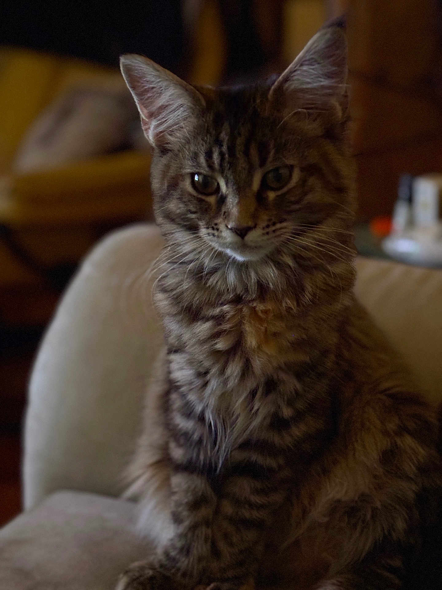 Alba