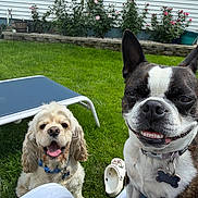 Olivia joined the competition — help win amazing prizes! dog, pets, smiling, outdoor, grass, lawn, flower_bed, lounge_chair, happy, canine, collar, tag, sunny, garden, playful, tongue_out, pet_accessory, backyard, nature, companions