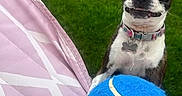 Olivia is registered to the contest to win money with this photo: dog, boston_terrier, tennis_ball, blue_ball, paw, outdoor, grass, lawn, chair, pink, white, pet, playing, animal, collar, cute, happy, fun, fetch, summer
