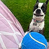 dog, boston_terrier, tennis_ball, blue_ball, paw, outdoor, grass, lawn, chair, pink, white, pet, playing, animal, collar, cute, happy, fun, fetch, summer