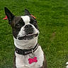 Olivia joined the competition — help win amazing prizes! dog, boston_terrier, pet, collar, tag, grass, outdoor, animal, cute, smile, face, ears, tongue, fur, canine, friendly, playful, domestic, companion, happy