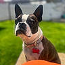 Olivia is registered to the contest to win money with this photo: dog, boston_terrier, pet, collar, tag, outdoor, grass, sunlight, blurred_background, portrait, animal, canine, fur, ears, nose, closeup, summer, greenery, domestic_animal, cute