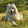 animal, arcticfox, canine, countryside, dog, eskimodog, field, fox, grass, grassland, husky, meadow, nature, outdoors, pet, plant, puppy, terrier, whitedog, wolf