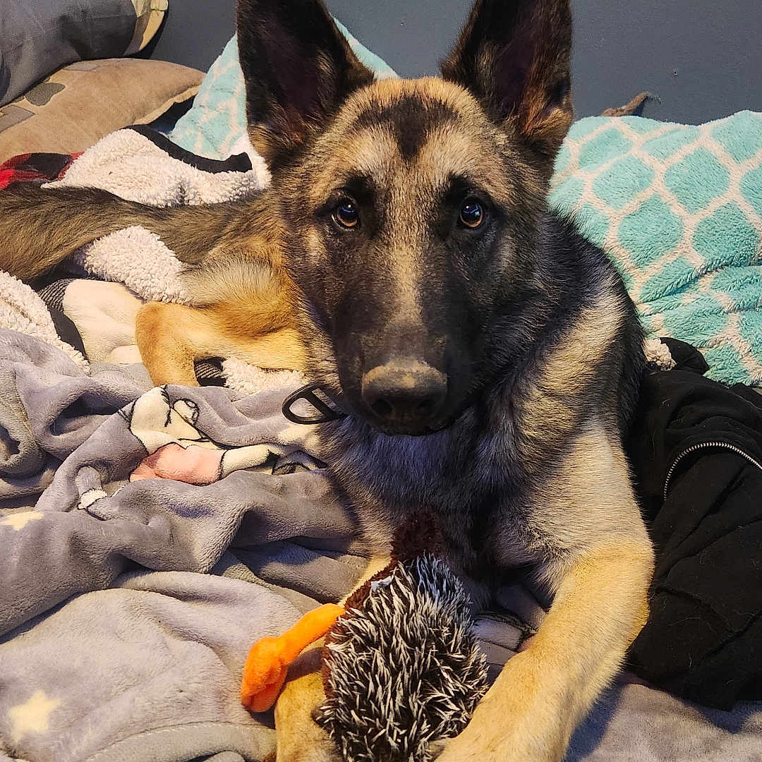 Zeus