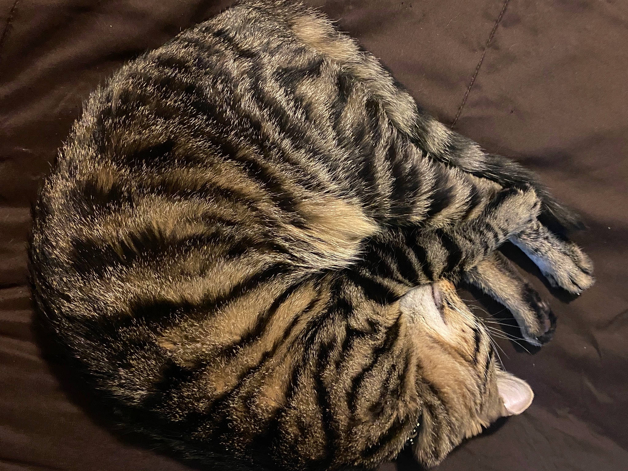 Gizmo joined the competition — help win amazing prizes! carnivore, cat, close_up, comfort, domestic_short_haired_cat, felidae, fur, grey, monochrome, monochrome_photography, pattern, paw, sand, shadow, small_to_medium_sized_cats, snout, tail, terrestrial_animal, whiskers, wood