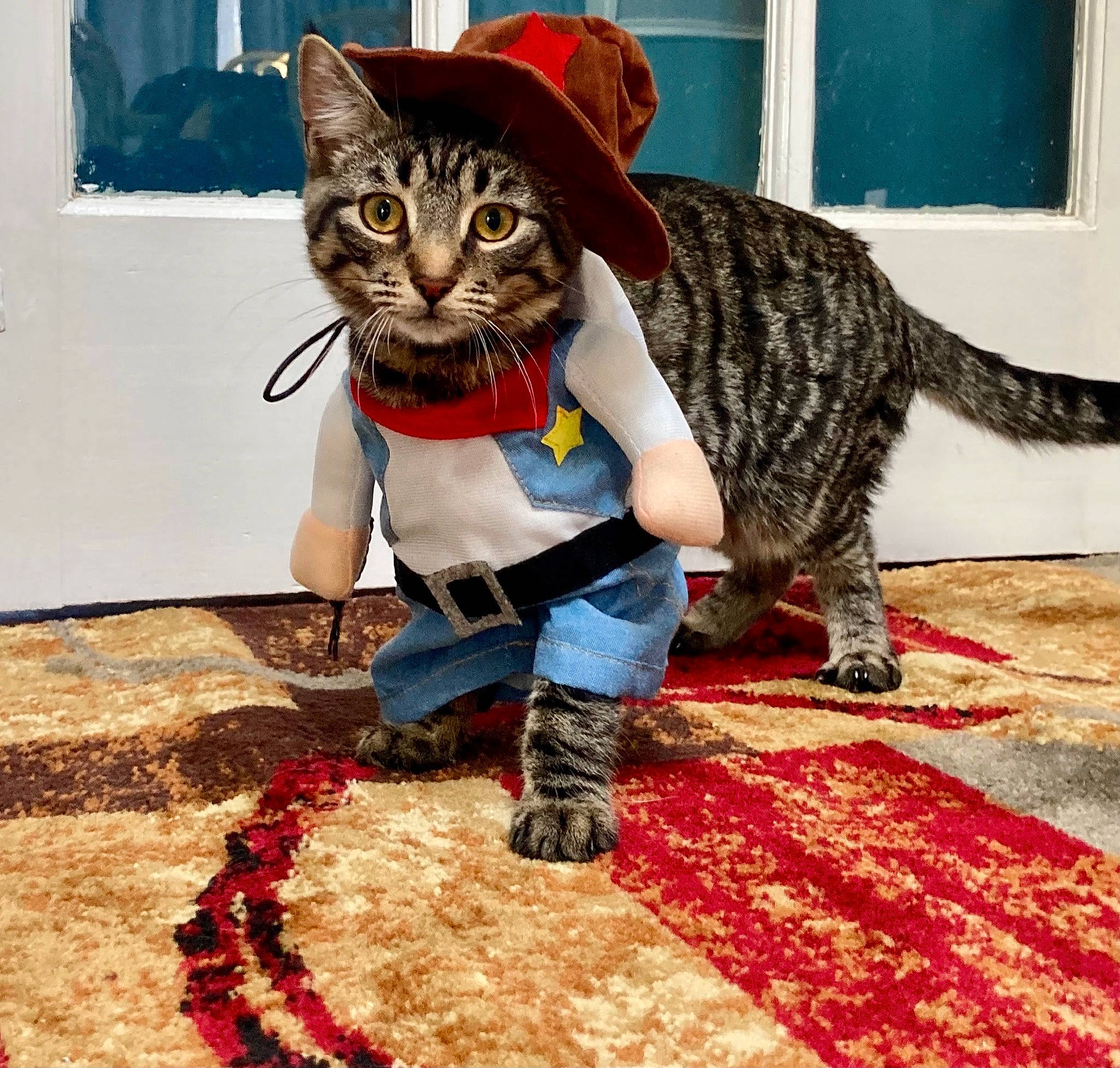 Gizmo is registered to the contest to win money with this photo: art, black_cat, carnivore, carpet, cat, domestic_short_haired_cat, fawn, felidae, flooring, fur, hat, mammal, pattern, small_to_medium_sized_cats, snout, tail, terrestrial_animal, vertebrate, whiskers, window